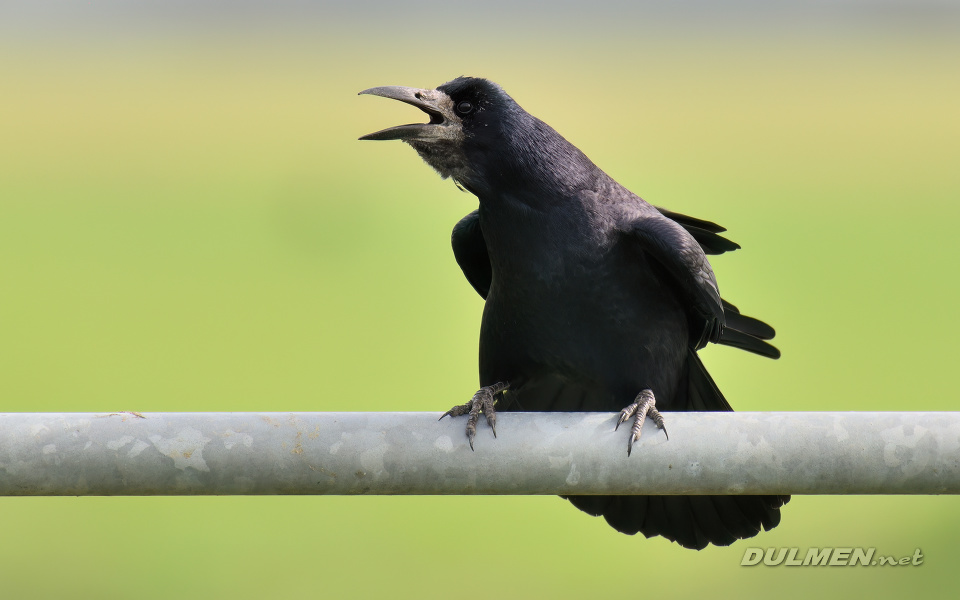 01 Rook (Corvus frugilegus)